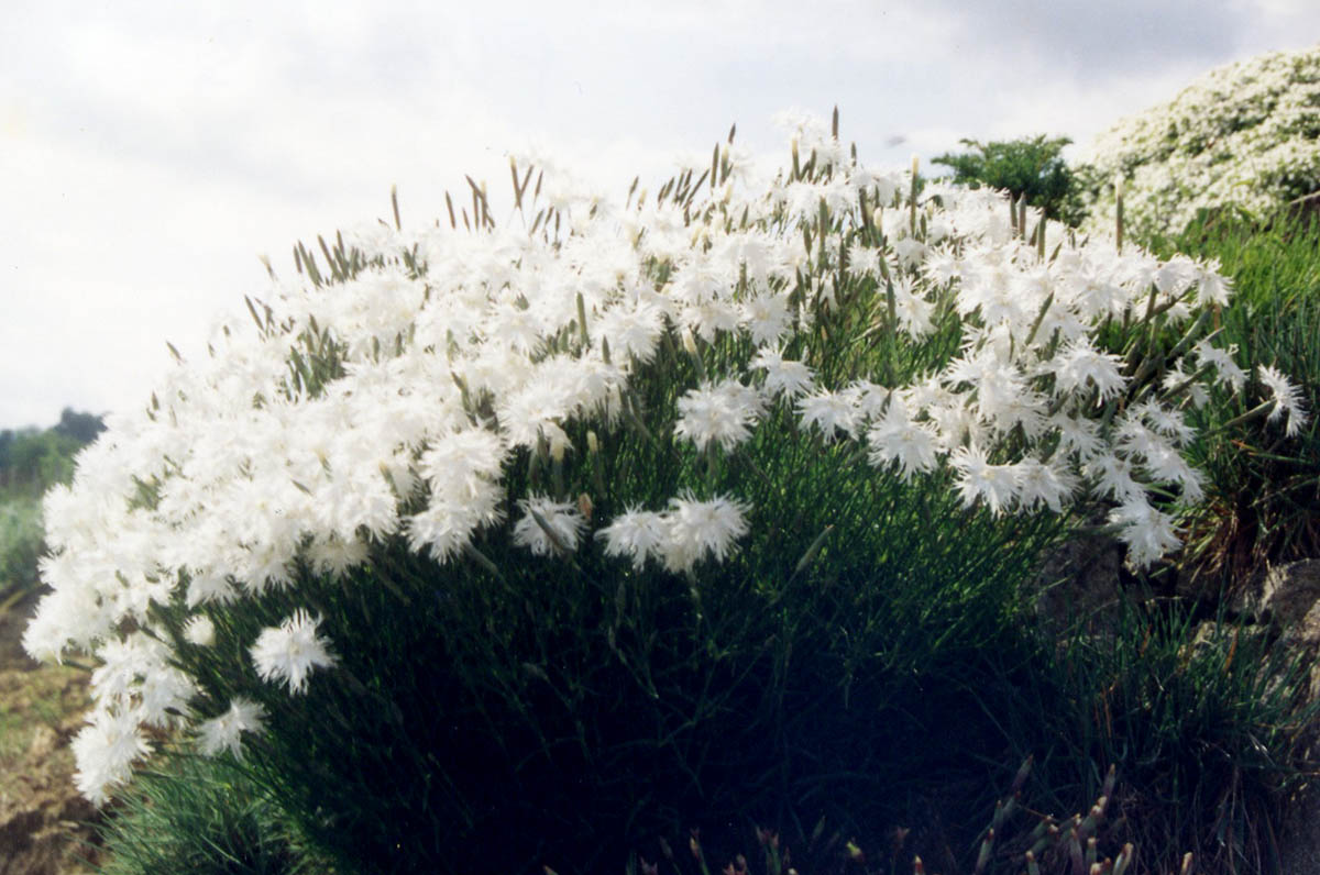 Dianthus arenarius 6